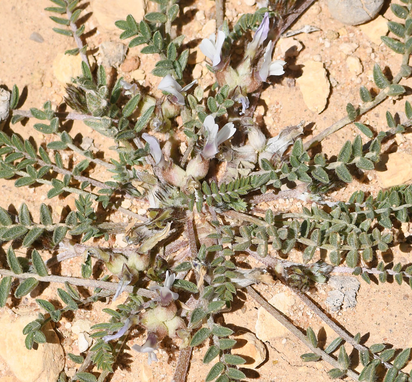 Image of Astragalus tribuloides specimen.