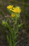 Inula caspica. Верхушка цветущего растения. Краснодарский край, ГО Анапа, окр. ст. Благовещенская, подножье дюны (подсоленное) на косе между морем и Витязевским лиманом. 04.08.2019.