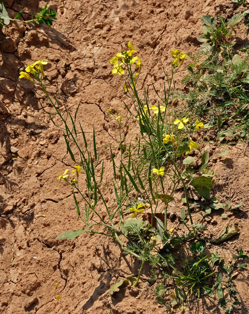 Image of Raphanus raphanistrum specimen.