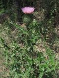 Cirsium vulgare. Цветущее растение. Крым, окр. с. Лучистое. 21 июля 2010 г.