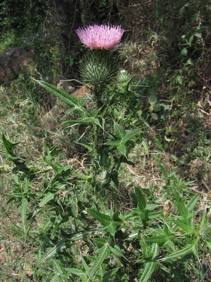 Image of Cirsium vulgare specimen.