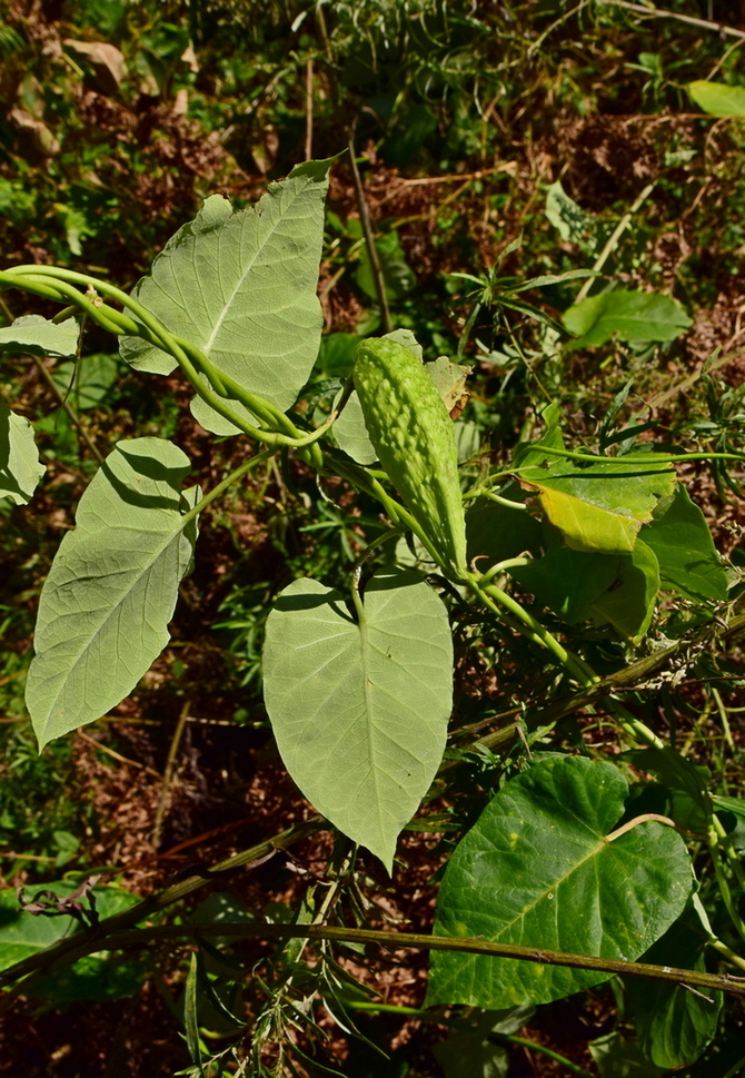 Image of Metaplexis japonica specimen.