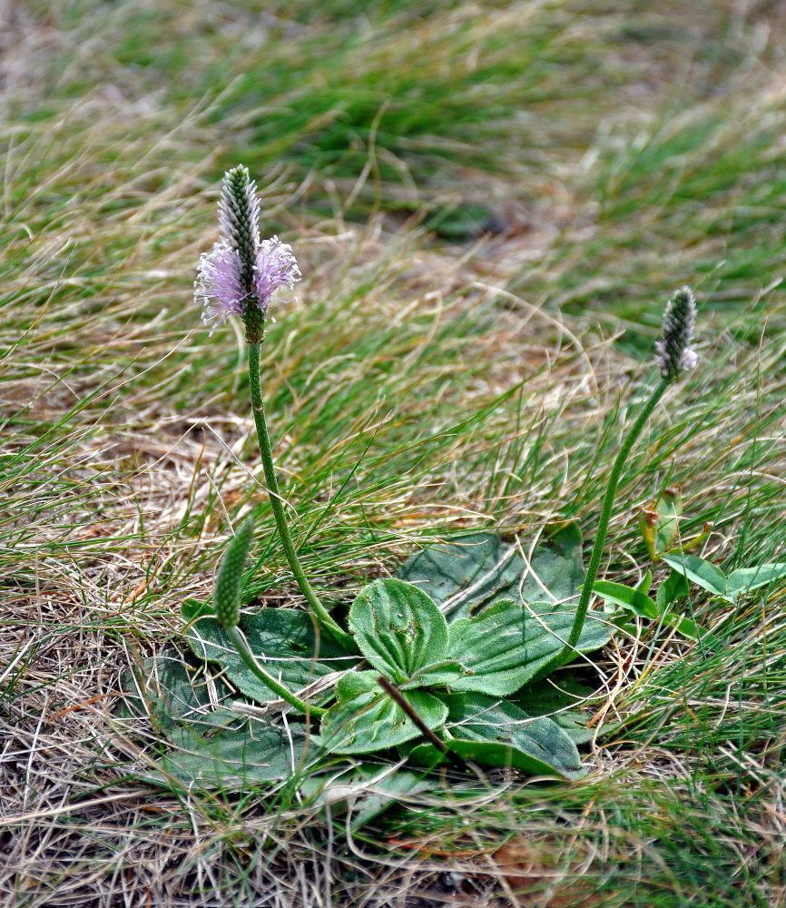 Image of Plantago media specimen.