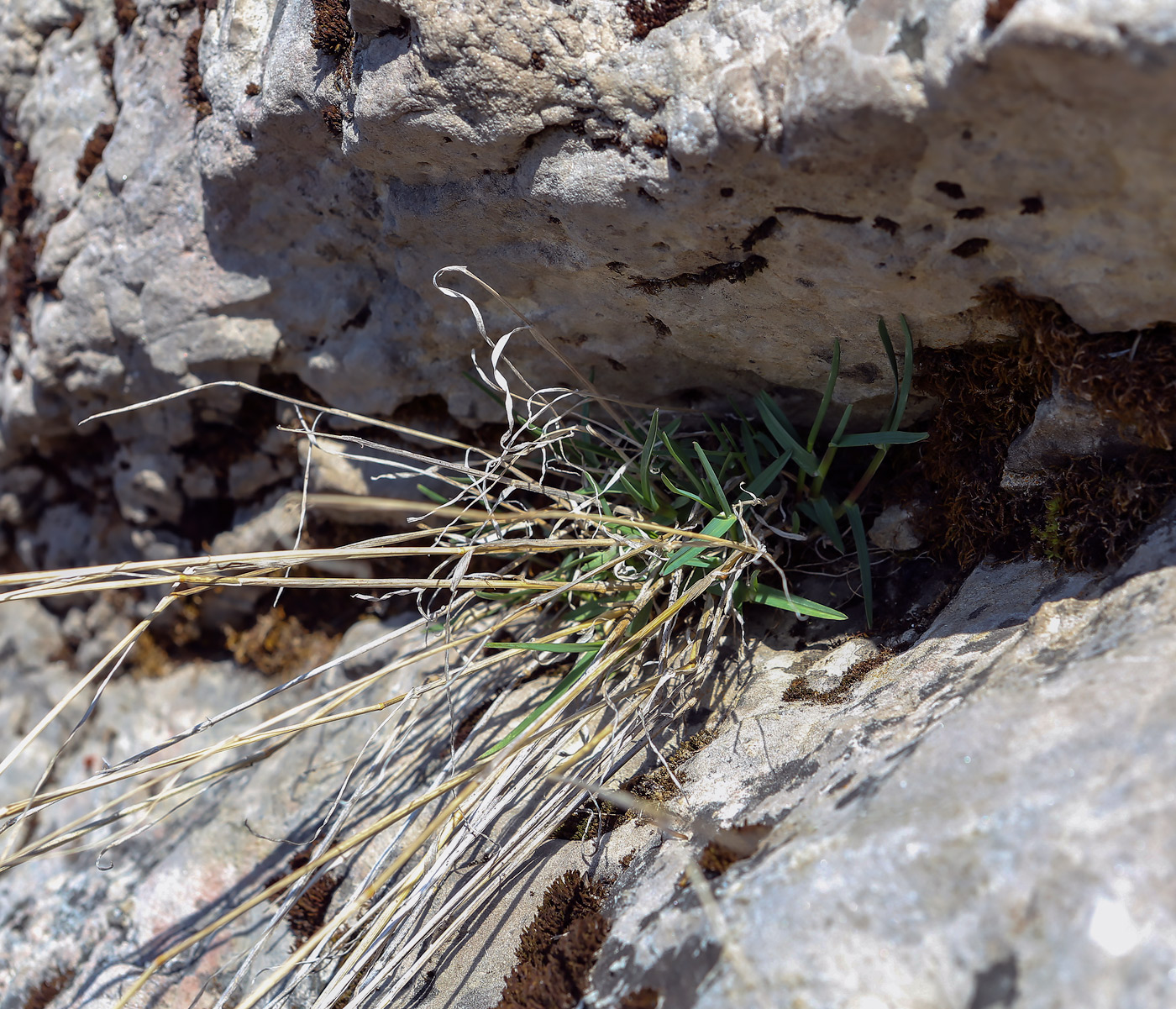 Image of genus Poa specimen.