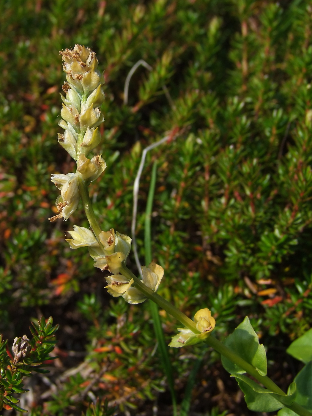 Image of Lagotis minor specimen.