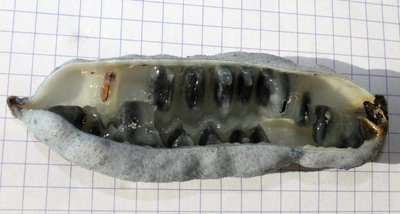 Image of Decaisnea insignis specimen.