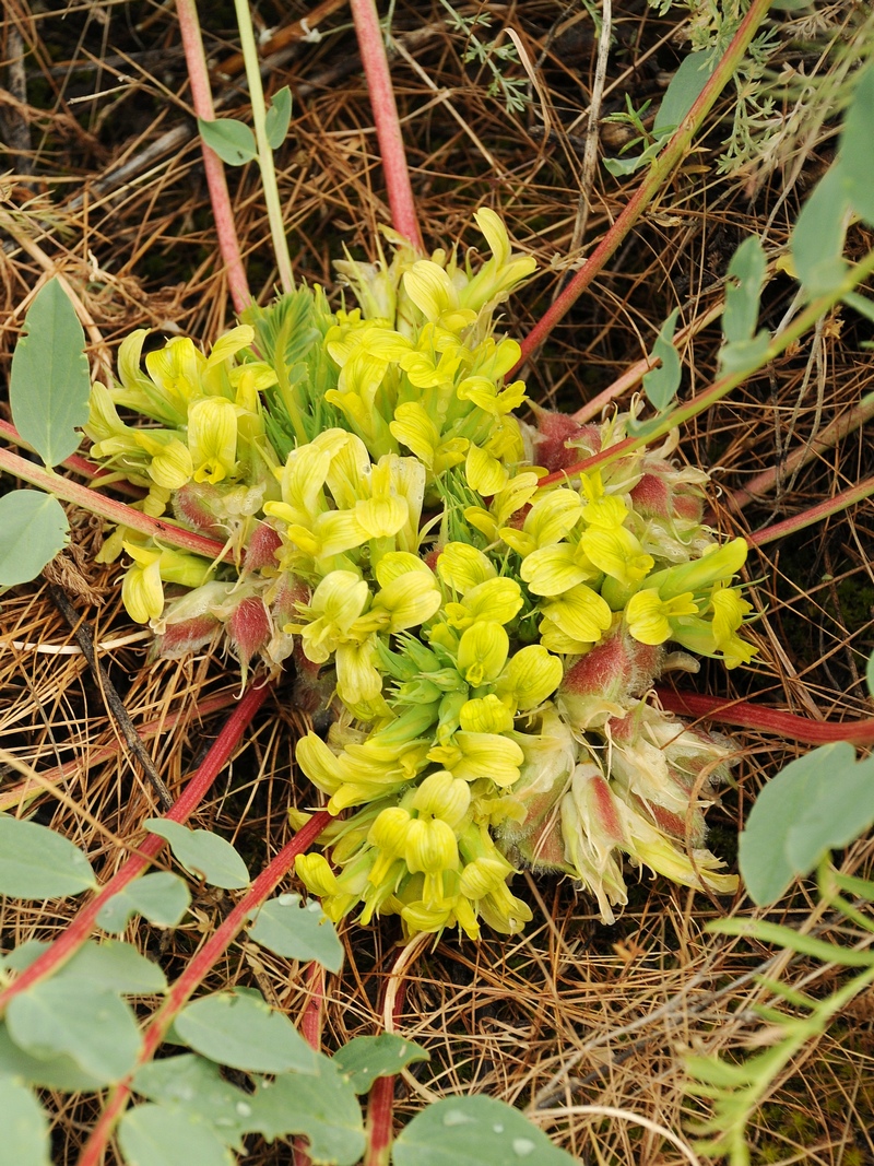 Изображение особи Astragalus subbarbellatus.