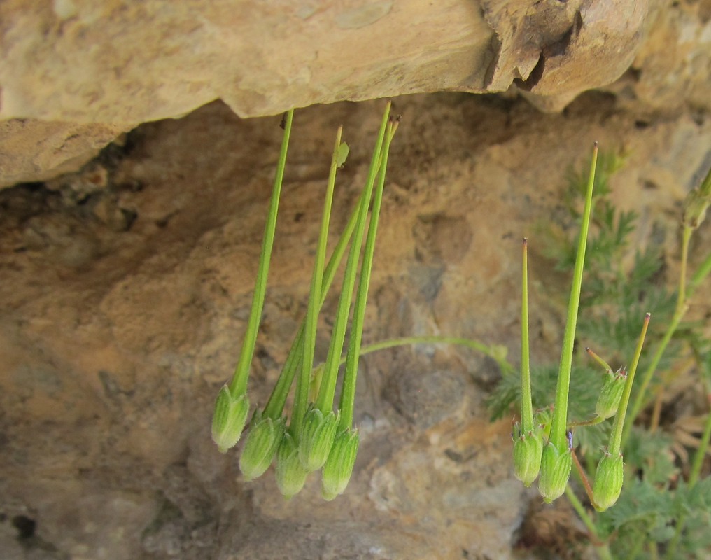 Image of Erodium turcmenum specimen.