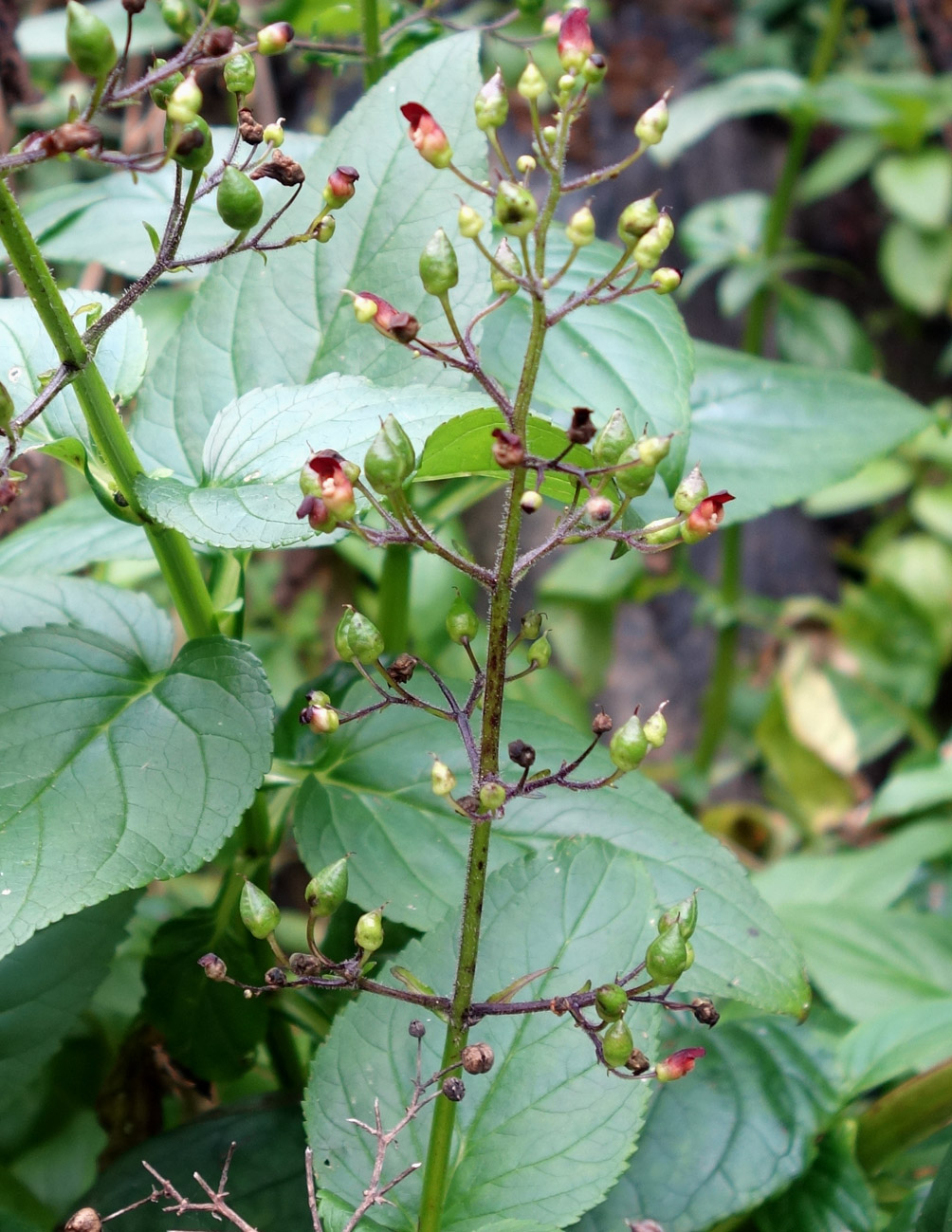 Изображение особи Scrophularia grayana.