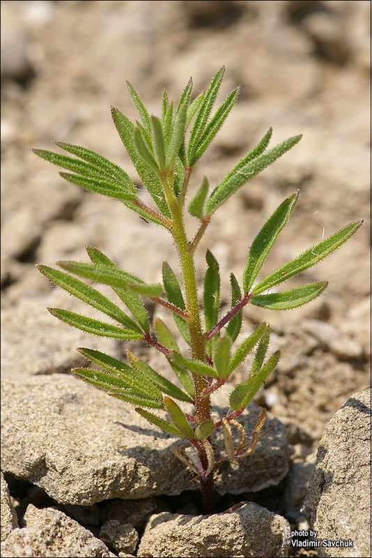 Изображение особи Cleome canescens.