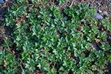 Potentilla acaulis