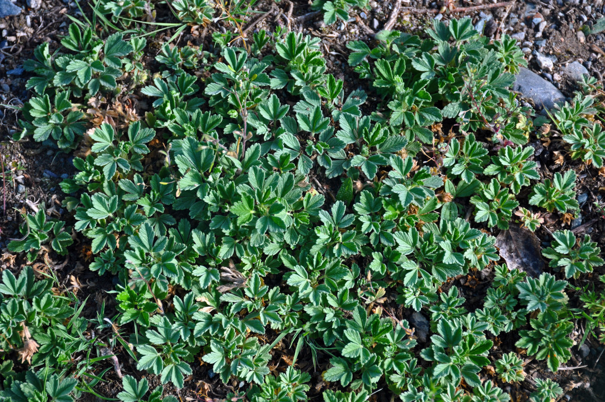 Image of Potentilla acaulis specimen.