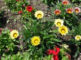 род Gazania