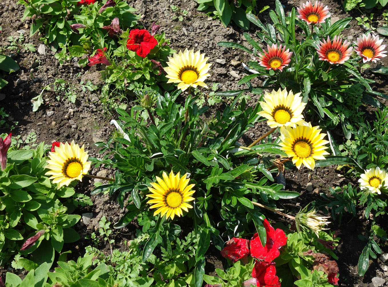 Image of genus Gazania specimen.