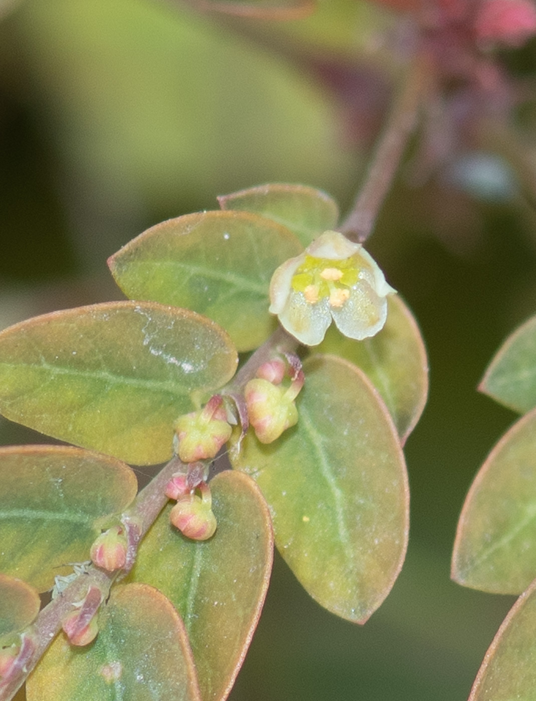Image of Phyllanthus niruri specimen.