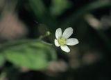 Moehringia lateriflora