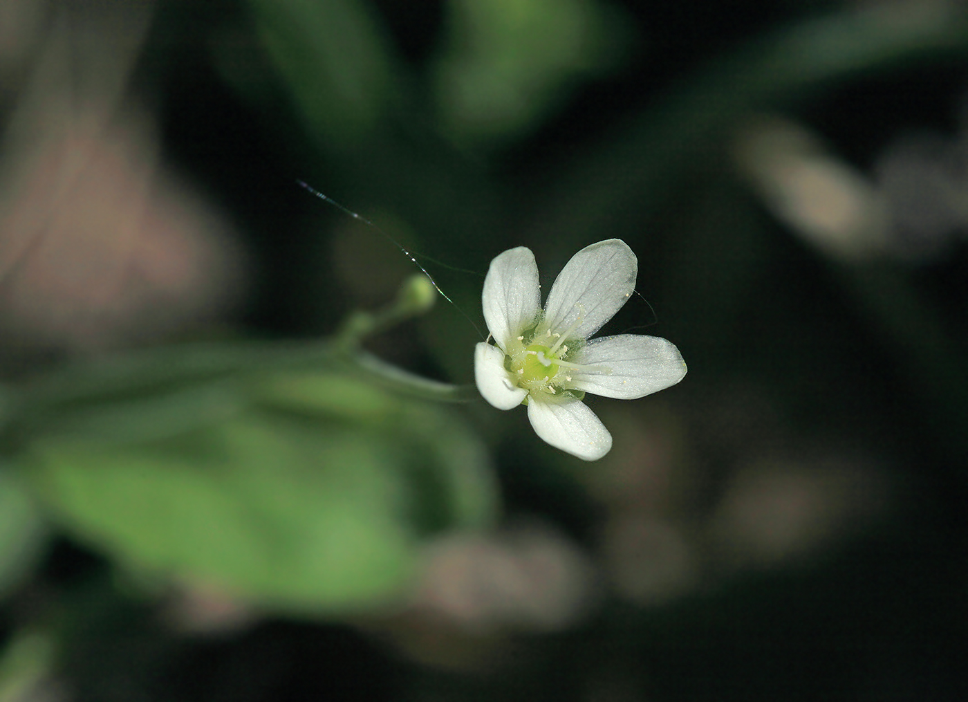 Image of Moehringia lateriflora specimen.