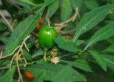 Solanum pseudocapsicum