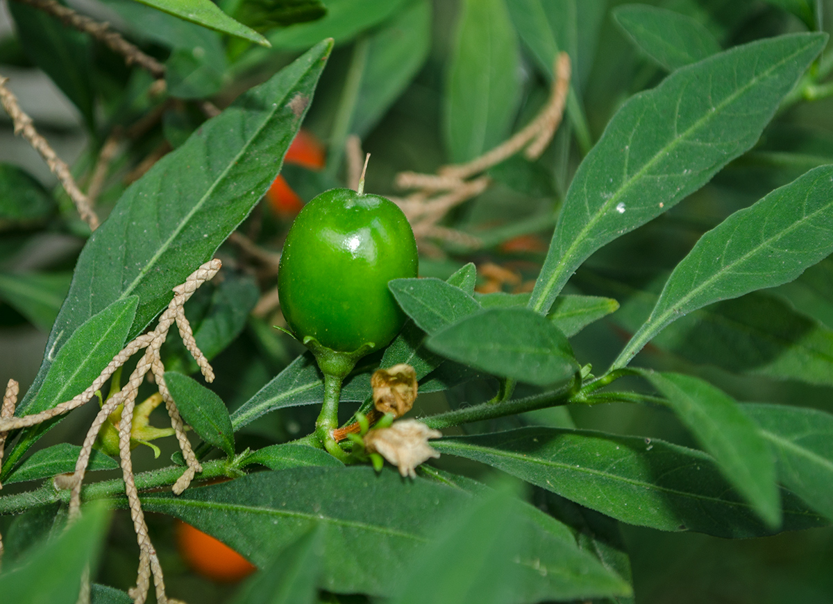 Изображение особи Solanum pseudocapsicum.