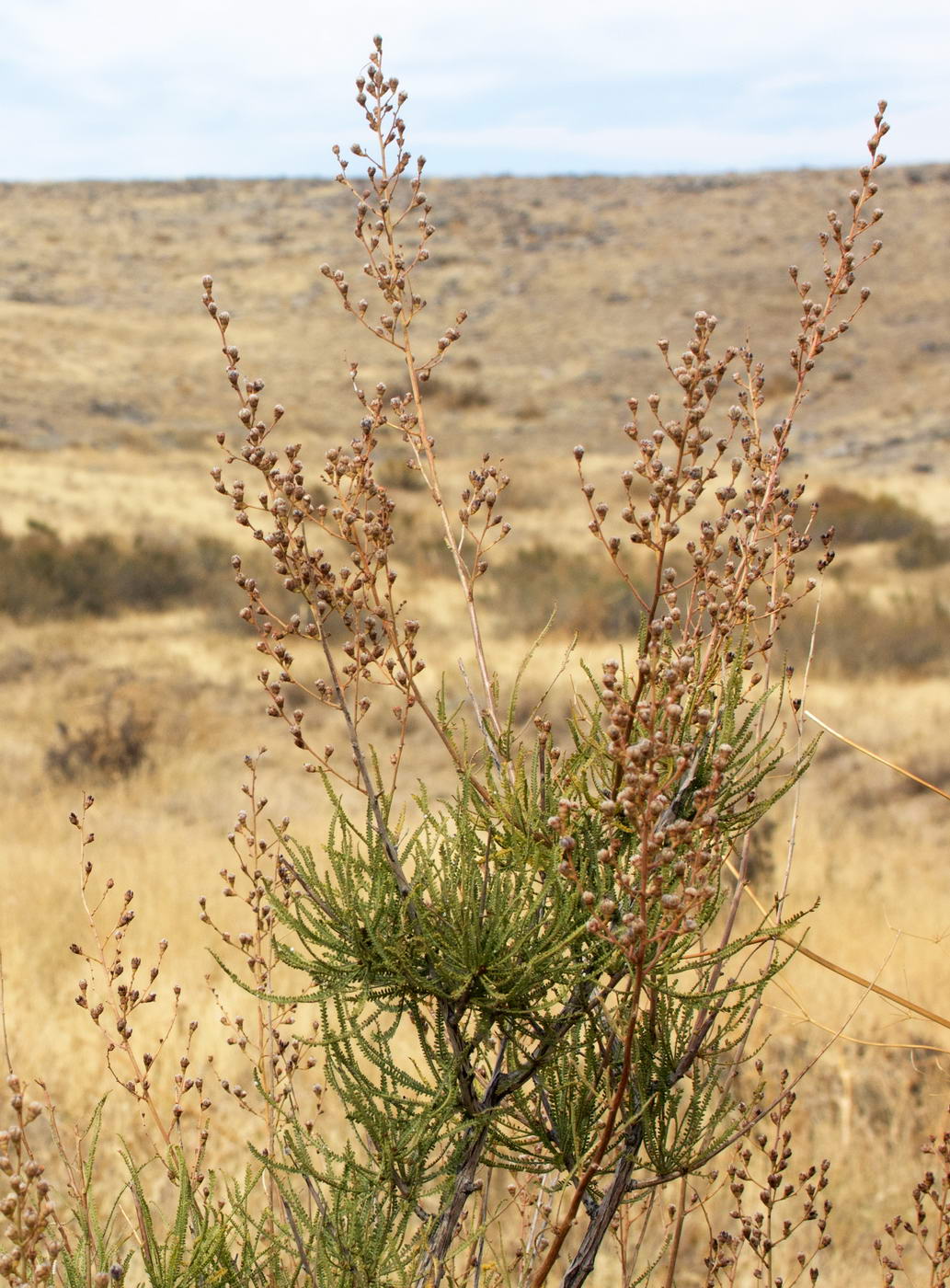 Image of Spiraeanthus schrenkianus specimen.