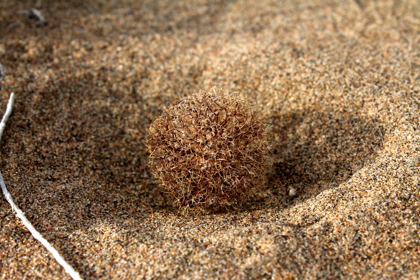 Image of Calligonum caput-medusae specimen.