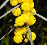 Acacia saligna