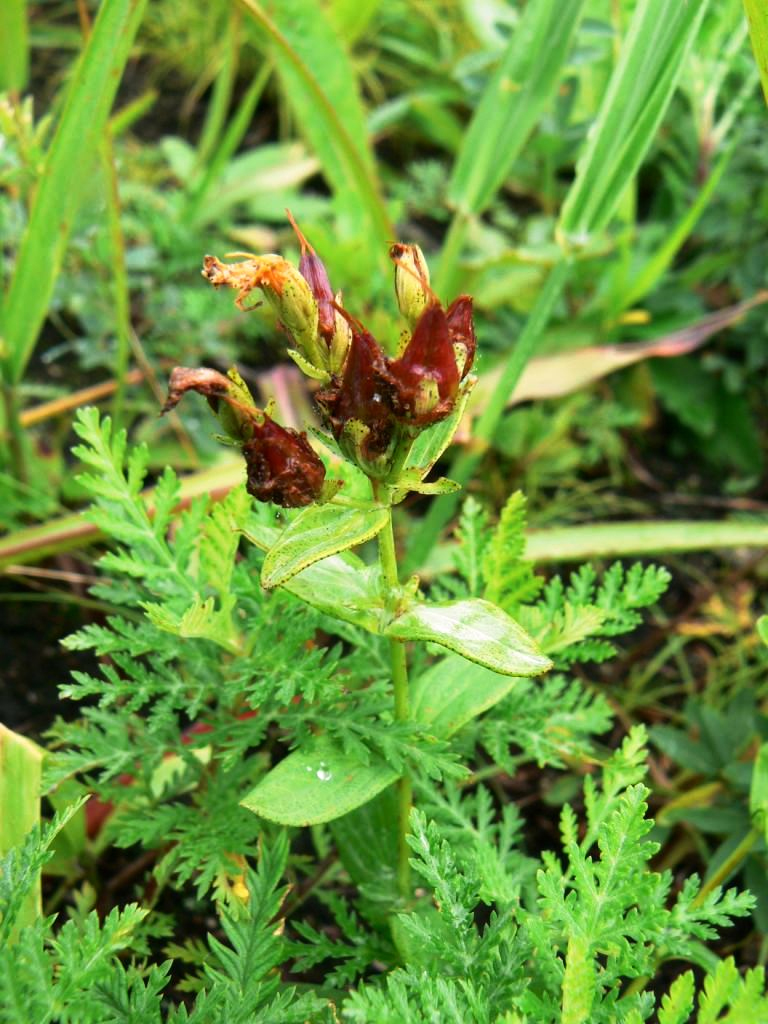 Image of Hypericum attenuatum specimen.