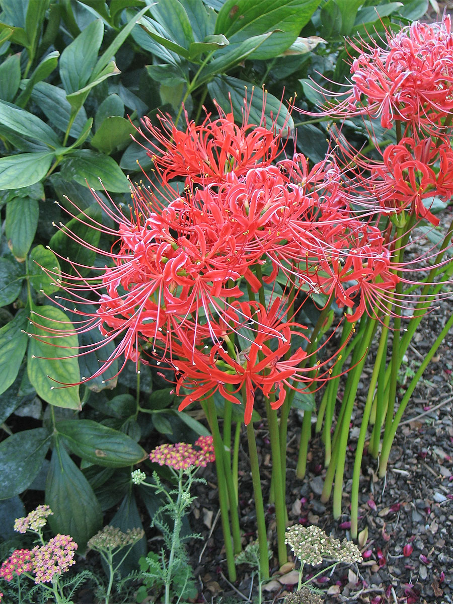 Image of Lycoris radiata specimen.