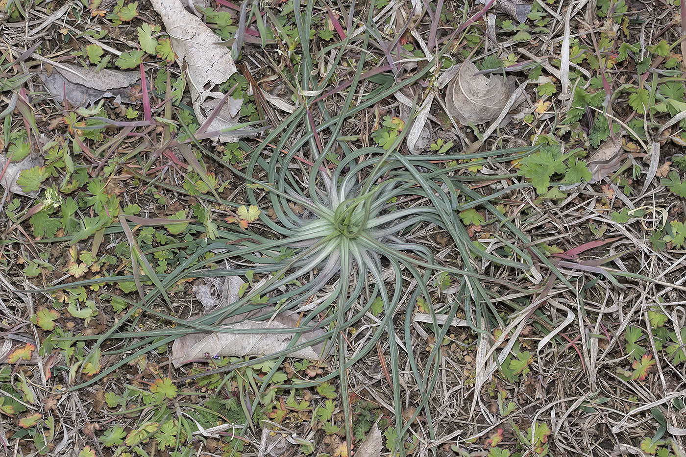 Image of genus Scorzonera specimen.