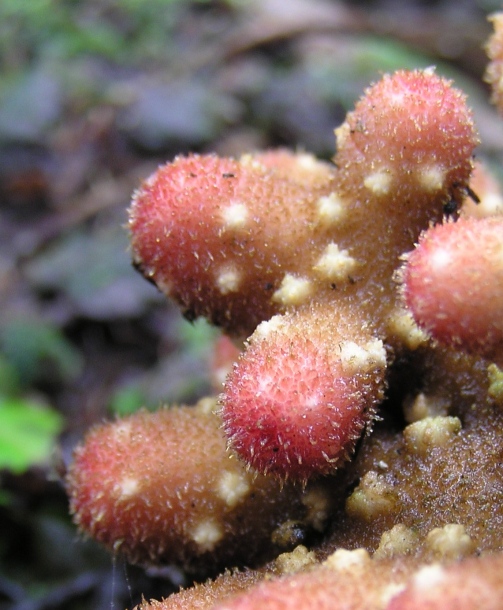 Image of Balanophora papuana specimen.