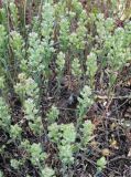 Alyssum variety desertorum