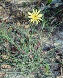 Tragopogon dubius