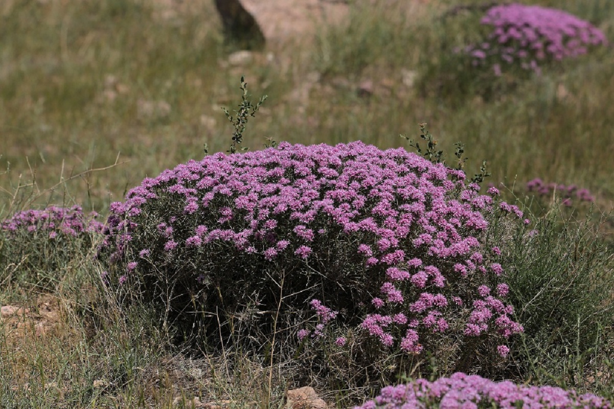 Изображение особи Acanthophyllum pungens.