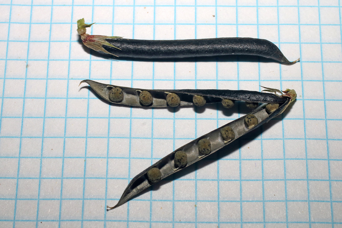 Image of Vicia angustifolia specimen.