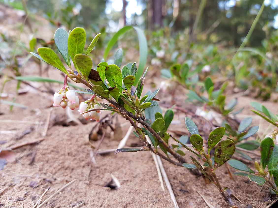 Изображение особи Arctostaphylos uva-ursi.