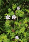 Geranium dahuricum