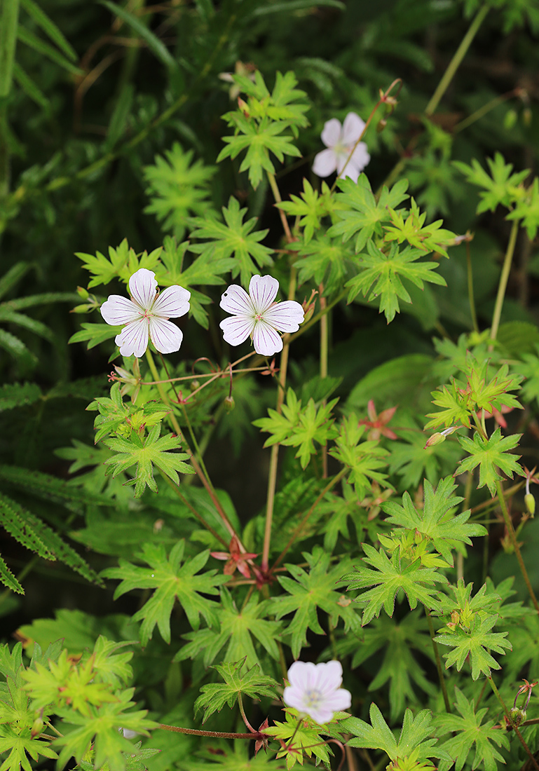 Изображение особи Geranium dahuricum.