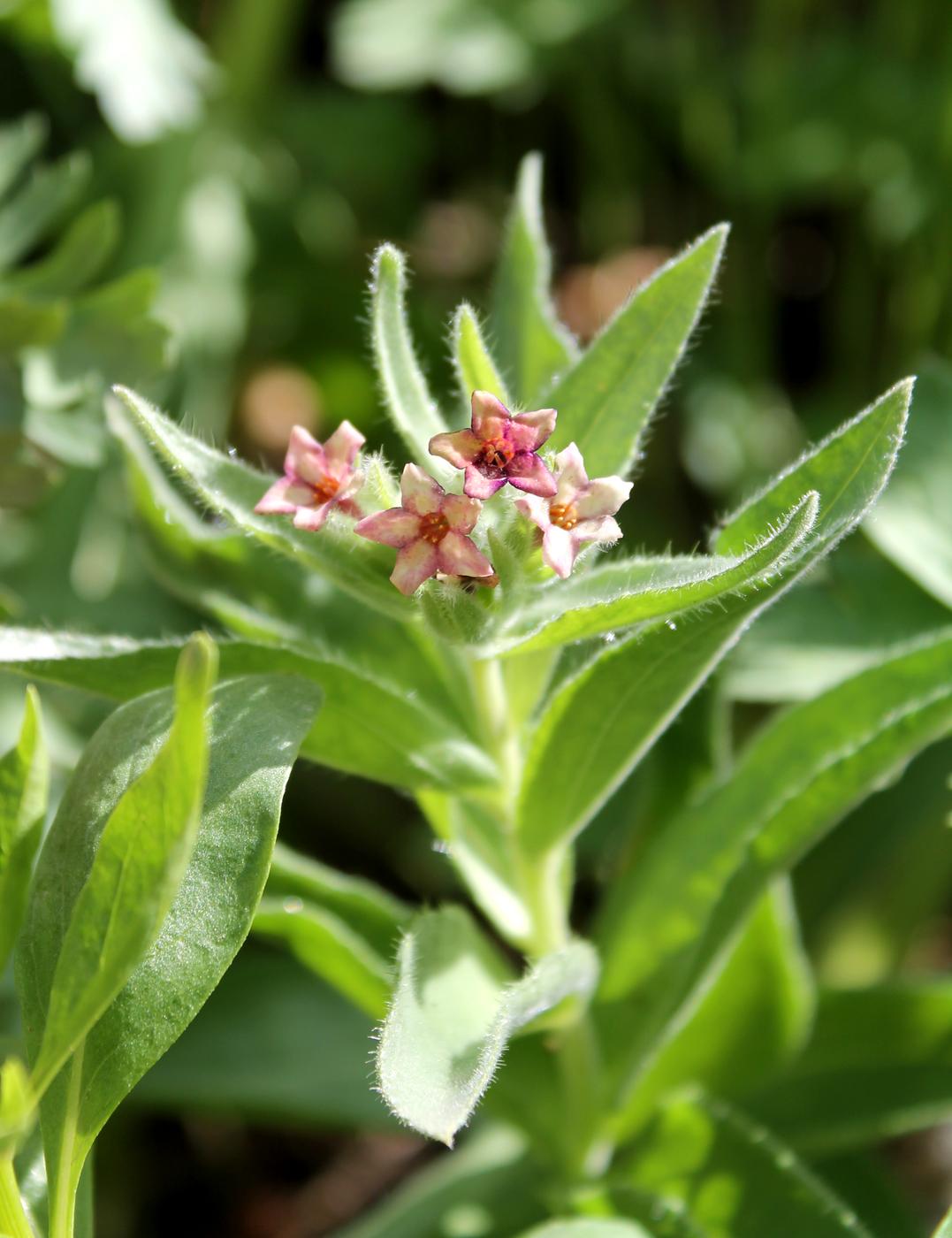 Изображение особи Macrotomia ugamensis.