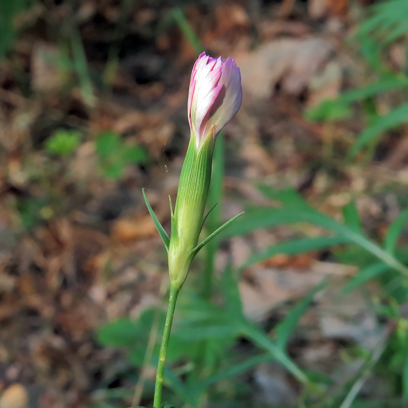 Image of Dianthus fischeri specimen.