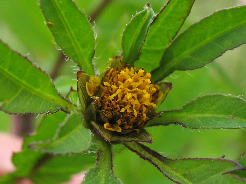 Image of Bidens frondosa specimen.