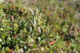род Salix