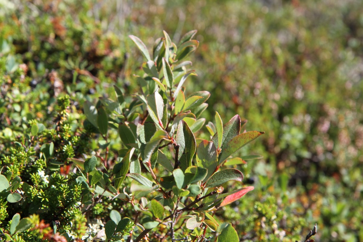 Image of genus Salix specimen.