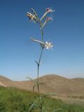 Silene gebleriana