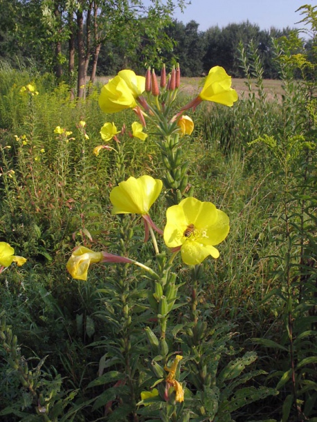 Image of Oenothera coronifera specimen.