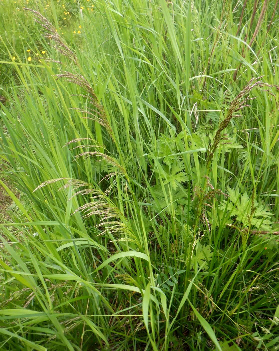 Изображение особи Deschampsia cespitosa.