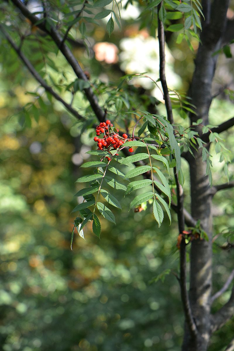 Изображение особи Sorbus commixta.