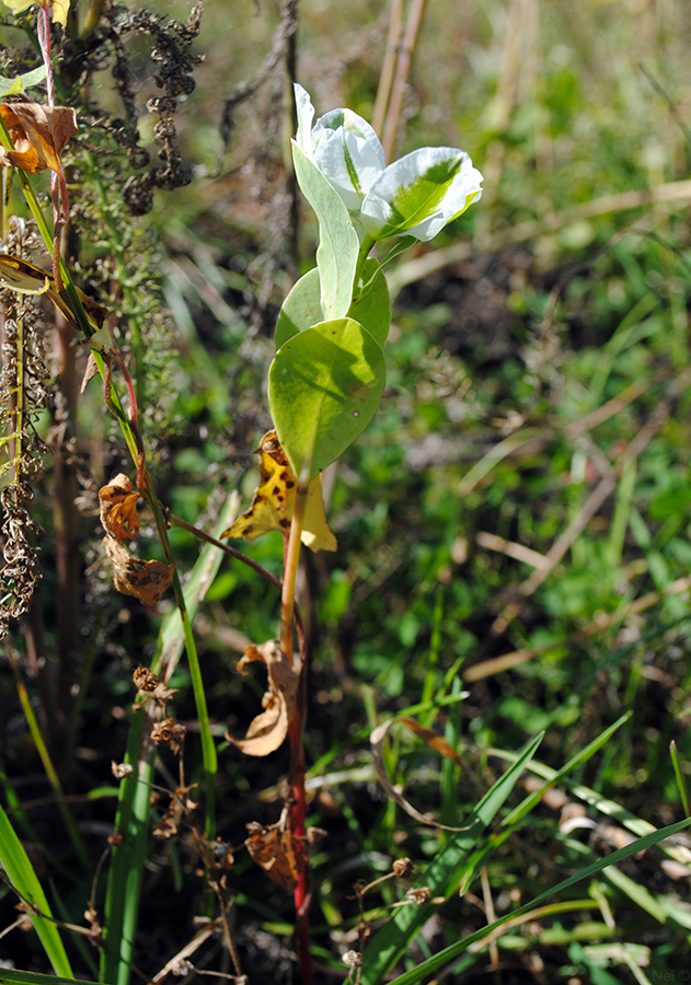 Image of Euphorbia marginata specimen.