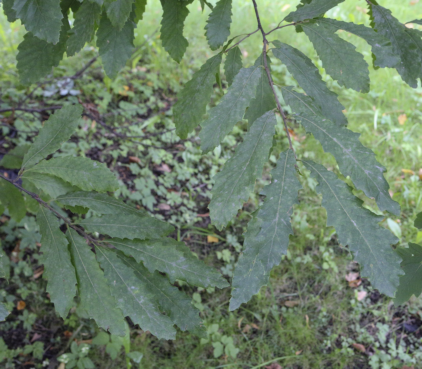 Изображение особи Quercus castaneifolia.