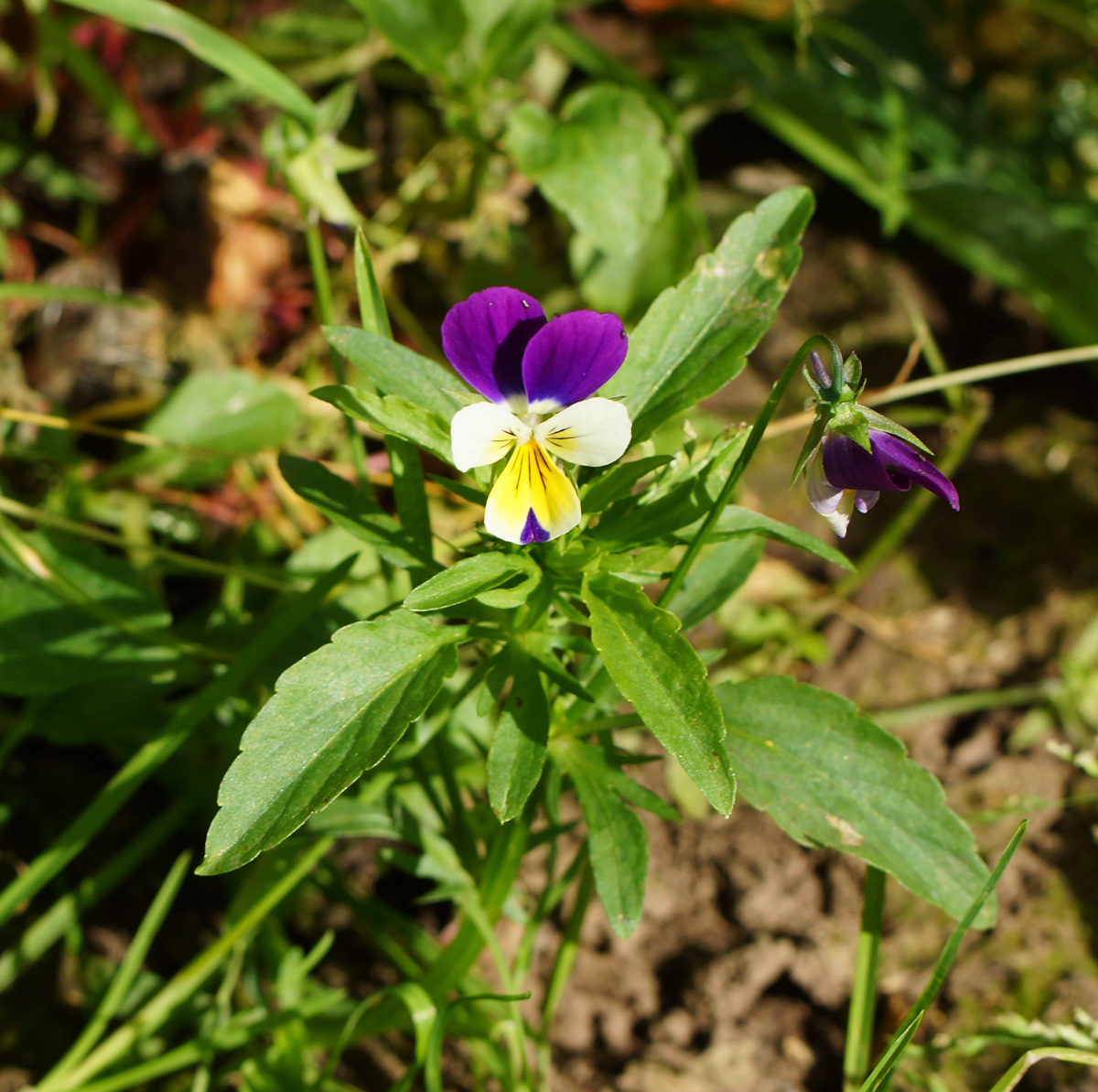 Image of Viola wittrockiana specimen.