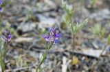 Polygala tenuifolia